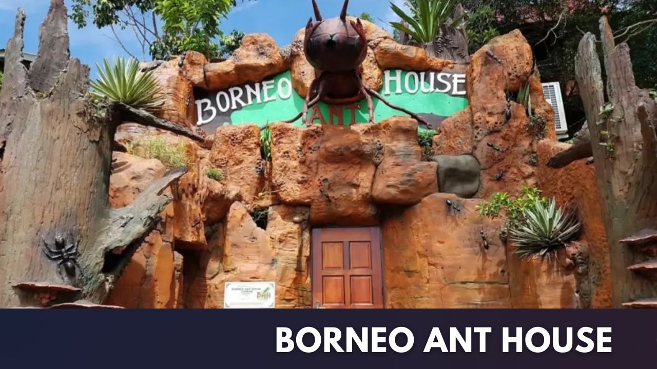 Borneo Ant House Cover