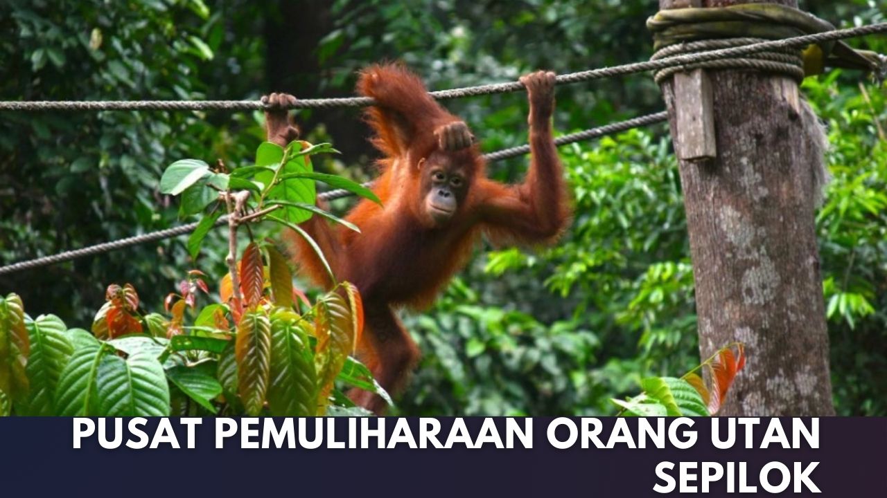 Cover Pusat Pemuliharaan Orang Utan Sepilok