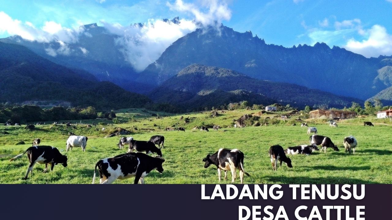 Ladang Tenusu Desa Cattle Cover