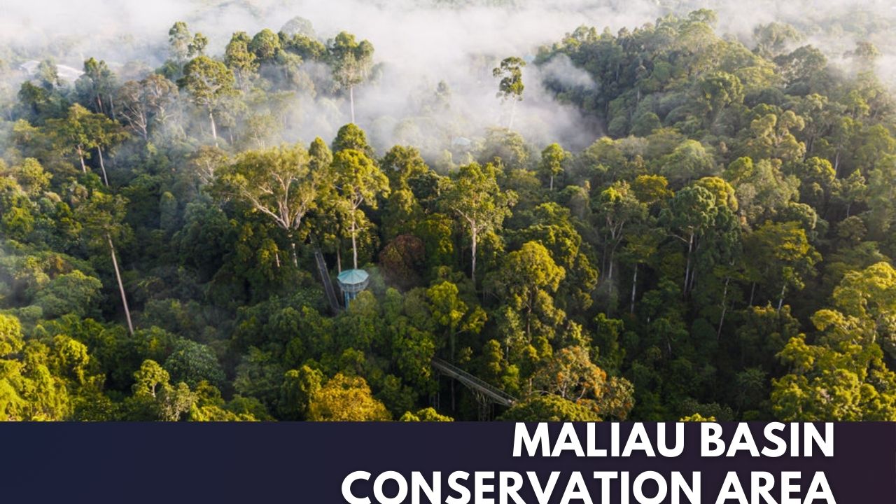 Maliau Basin Conservation Area Cover