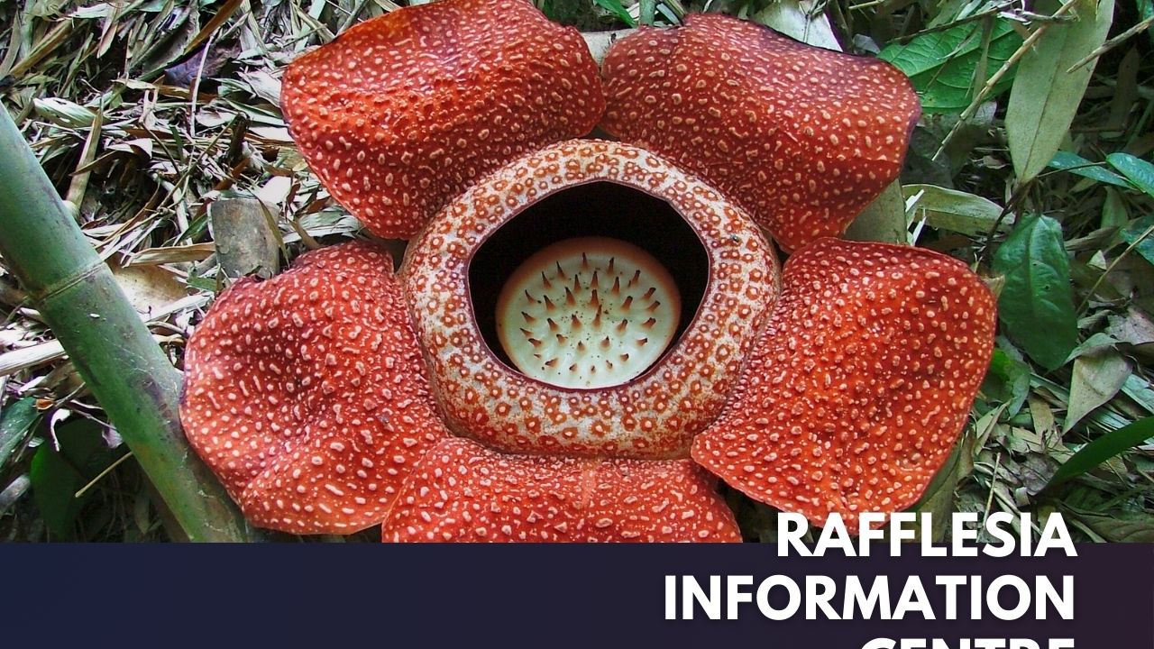 Rafflesia Information Centre Cover