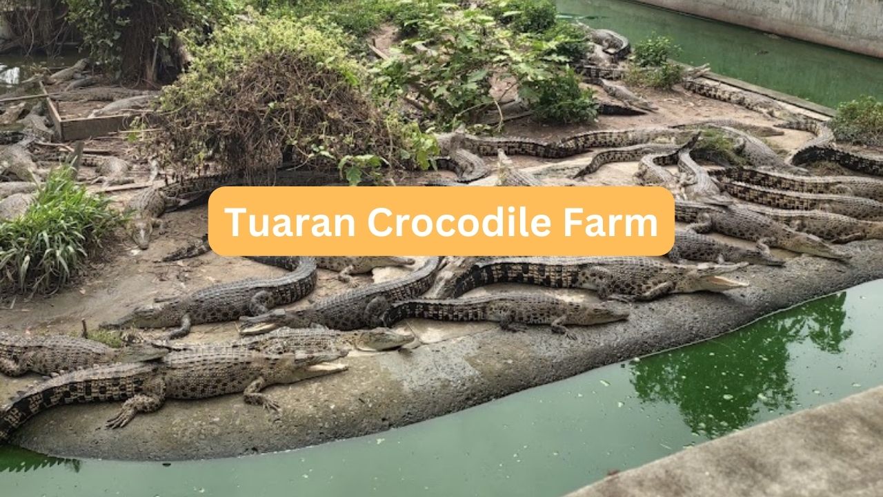 tuaran crocodile farm ticket